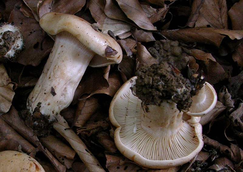 2.Lactarius sp.